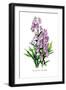 Aconitum Fischeri-H.g. Moon-Framed Art Print