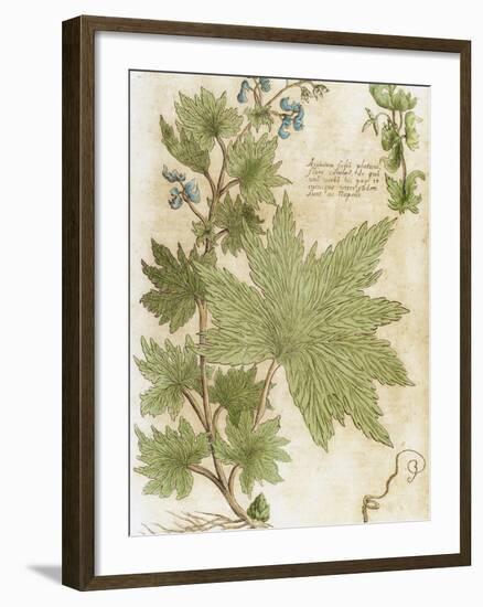 Aconitum. Seventeenth-Century Engraving in 'Bibliotheca Pharmaceutica-Medica' by J. Jacobi Mangeti-Prisma Archivo-Framed Photographic Print