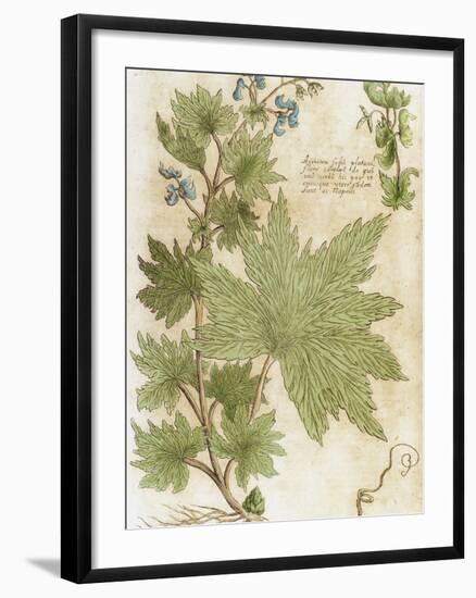 Aconitum. Seventeenth-Century Engraving in 'Bibliotheca Pharmaceutica-Medica' by J. Jacobi Mangeti-Prisma Archivo-Framed Photographic Print