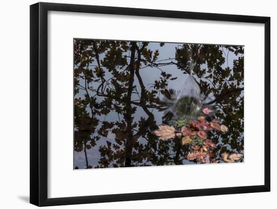 Acorn Falling Into Pond With Tree Reflections-Anthony Paladino-Framed Giclee Print