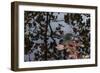 Acorn Falling Into Pond With Tree Reflections-Anthony Paladino-Framed Giclee Print