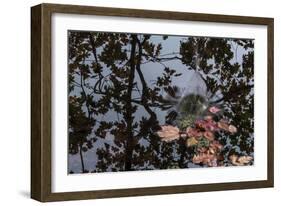 Acorn Falling Into Pond With Tree Reflections-Anthony Paladino-Framed Giclee Print