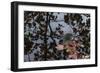 Acorn Falling Into Pond With Tree Reflections-Anthony Paladino-Framed Giclee Print