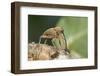 Acorn Weevil (Curculio Venosus) Drilling Into Oak Twig To Drink Sap. Captive, UK, August-Andy Sands-Framed Photographic Print