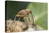 Acorn Weevil (Curculio Venosus) Drilling Into Oak Twig To Drink Sap. Captive, UK, August-Andy Sands-Stretched Canvas