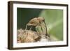 Acorn Weevil (Curculio Venosus) Drilling Into Oak Twig To Drink Sap. Captive, UK, August-Andy Sands-Framed Photographic Print