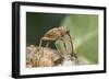 Acorn Weevil (Curculio Venosus) Drilling Into Oak Twig To Drink Sap. Captive, UK, August-Andy Sands-Framed Photographic Print