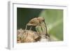 Acorn Weevil (Curculio Venosus) Drilling Into Oak Twig To Drink Sap. Captive, UK, August-Andy Sands-Framed Photographic Print