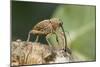 Acorn Weevil (Curculio Venosus) Drilling Into Oak Twig To Drink Sap. Captive, UK, August-Andy Sands-Mounted Photographic Print