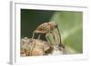 Acorn Weevil (Curculio Venosus) Drilling Into Oak Twig To Drink Sap. Captive, UK, August-Andy Sands-Framed Photographic Print