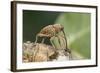 Acorn Weevil (Curculio Venosus) Drilling Into Oak Twig To Drink Sap. Captive, UK, August-Andy Sands-Framed Photographic Print