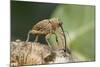 Acorn Weevil (Curculio Venosus) Drilling Into Oak Twig To Drink Sap. Captive, UK, August-Andy Sands-Mounted Photographic Print