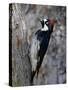 Acorn Woodpecker (Melanerpes Formicivorus), Chiricahuas, Coronado National Forest, Arizona, USA-James Hager-Stretched Canvas