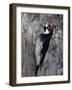 Acorn Woodpecker (Melanerpes Formicivorus), Chiricahuas, Coronado National Forest, Arizona, USA-James Hager-Framed Photographic Print