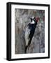 Acorn Woodpecker (Melanerpes Formicivorus), Chiricahuas, Coronado National Forest, Arizona, USA-James Hager-Framed Photographic Print