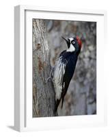 Acorn Woodpecker (Melanerpes Formicivorus), Chiricahuas, Coronado National Forest, Arizona, USA-James Hager-Framed Photographic Print