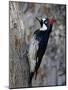 Acorn Woodpecker (Melanerpes Formicivorus), Chiricahuas, Coronado National Forest, Arizona, USA-James Hager-Mounted Photographic Print