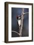 Acorn Woodpecker (Melanerpes Formicivorus)-James Hager-Framed Photographic Print