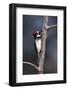 Acorn Woodpecker (Melanerpes Formicivorus)-James Hager-Framed Photographic Print