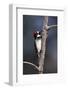 Acorn Woodpecker (Melanerpes Formicivorus)-James Hager-Framed Photographic Print