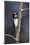 Acorn Woodpecker (Melanerpes Formicivorus)-James Hager-Mounted Photographic Print