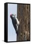 Acorn Woodpecker with Acorn in its Bill-Hal Beral-Framed Stretched Canvas