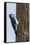 Acorn Woodpecker with Acorn in its Bill-Hal Beral-Framed Stretched Canvas