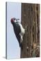 Acorn Woodpecker with Acorn in its Bill-Hal Beral-Stretched Canvas