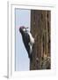 Acorn Woodpecker with Acorn in its Bill-Hal Beral-Framed Premium Photographic Print