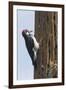 Acorn Woodpecker with Acorn in its Bill-Hal Beral-Framed Premium Photographic Print