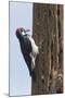 Acorn Woodpecker with Acorn in its Bill-Hal Beral-Mounted Premium Photographic Print
