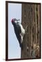 Acorn Woodpecker with Acorn in its Bill-Hal Beral-Framed Premium Photographic Print