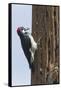 Acorn Woodpecker with Acorn in its Bill-Hal Beral-Framed Stretched Canvas