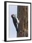 Acorn Woodpecker with Acorn in its Bill-Hal Beral-Framed Photographic Print
