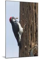 Acorn Woodpecker with Acorn in its Bill-Hal Beral-Mounted Photographic Print