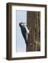 Acorn Woodpecker with Acorn in its Bill-Hal Beral-Framed Photographic Print