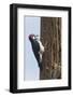 Acorn Woodpecker with Acorn in its Bill-Hal Beral-Framed Photographic Print