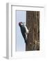 Acorn Woodpecker with Acorn in its Bill-Hal Beral-Framed Photographic Print