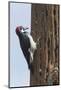 Acorn Woodpecker with Acorn in its Bill-Hal Beral-Mounted Photographic Print