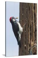 Acorn Woodpecker with Acorn in its Bill-Hal Beral-Stretched Canvas