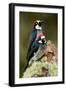 Acorn Woodpeckers (Melanerpes Formicivorus), Savegre, Costa Rica-null-Framed Photographic Print