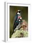 Acorn Woodpeckers (Melanerpes Formicivorus), Savegre, Costa Rica-null-Framed Photographic Print