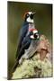 Acorn Woodpeckers (Melanerpes Formicivorus), Savegre, Costa Rica-null-Mounted Photographic Print
