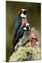 Acorn Woodpeckers (Melanerpes Formicivorus), Savegre, Costa Rica-null-Mounted Photographic Print