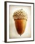 Acorn-Jessica Rogers-Framed Giclee Print