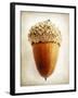 Acorn-Jessica Rogers-Framed Giclee Print