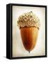 Acorn-Jessica Rogers-Framed Stretched Canvas