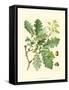 Acorns & Foliage I-null-Framed Stretched Canvas