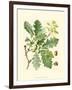 Acorns & Foliage I-null-Framed Art Print