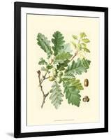 Acorns & Foliage I-null-Framed Art Print